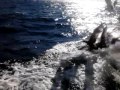 Seagull Frenzy