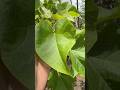Part 90 ️ Benefits Of Castor Leaves ️ Shortvideo Shorts