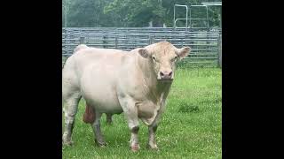 Nice set of young Crossbred cows that are bred to really nice Charolais Bulls exposed Feb 1