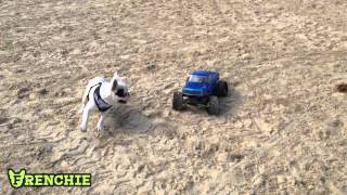 Frenchie Car Chase