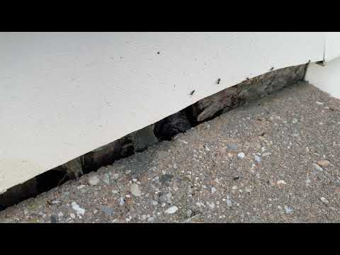 Ants Finding Their Way Into This Home in Freehold, NJ