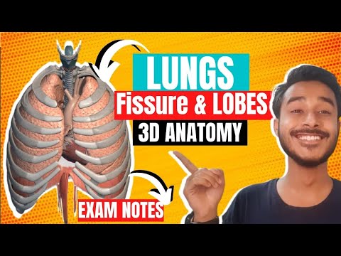 Lungs fissure and lobes anatomy | Mediastinal surface of lungs anatomy