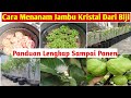 Cara Menanam Jambu Kristal dari Biji Sampai Berbuah || how to grow crystal guava from seed to fruit