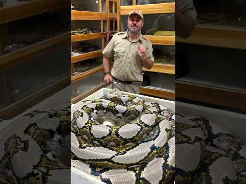 Giant SNAKE Giant BITE!