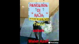 Download lagu KOMBINASI SUARA PANGGIL WALET TERBAIK PANGLIMA DI RAJA PERSIAPAN MUSIM HUJAN . SEDOT WALET LINTASAN mp3 Download lagu KOMBINASI SUARA PANGGIL WALET TERBAIK PANGLIMA DI RAJA PERSIAPAN MUSIM HUJAN . SEDOT WALET LINTASAN mp3