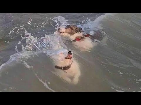 Quand votre chien ne peut pas attendre sa première rencontre avec l'océan ! drôles de chiens et l'eau