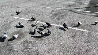 Cat TV for Cats to Watch - Parking Lot Pigeons Having a Feast!