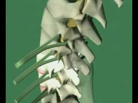 GCSE Science Revision - Reflex Actions