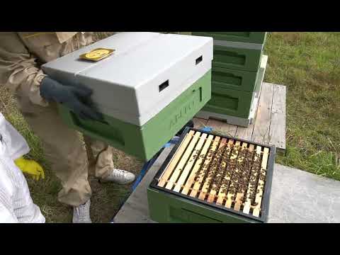 Varroa treatment | Becoming a Beekeeper | Episode 16