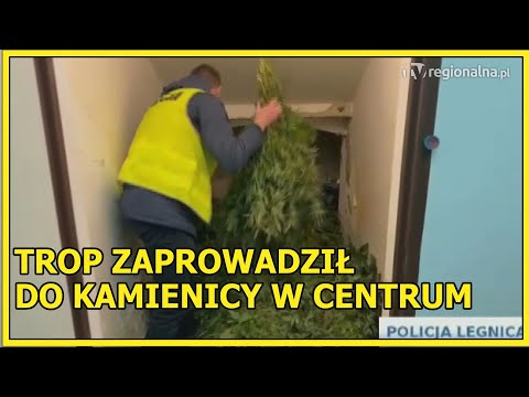 LEGNICA. Plantacja w opuszczonej kamienicy