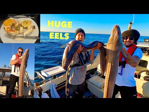 MONSTER CONGER EELS - Shipwreck Fishing in 200ft of water , Catch Clean Cook