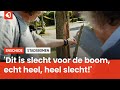 Is Enschede een bomenkerkhof? Check het zelf!