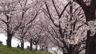 preview picture of video '大阪・枚方の桜 天野川沿い Cherry Blossoms in Hirakata(2014-03)'
