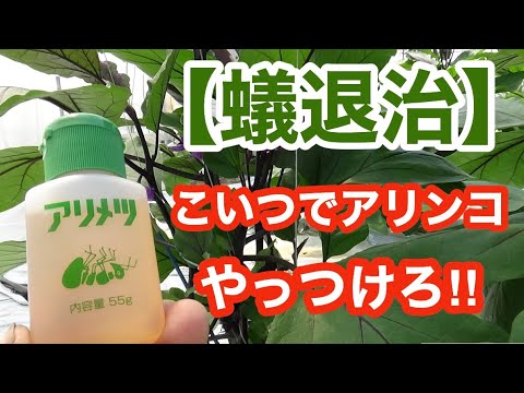 アリを苗木から遠ざけるにはどうすればよいですか？彼らが自然に撃退するための、彼らが最も嫌がる5つの製品をご紹介します。  庭園