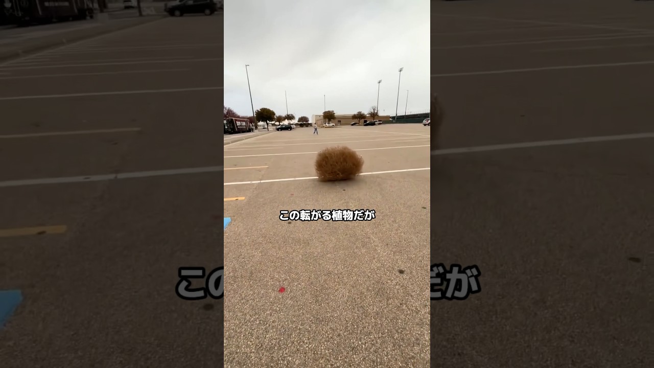 転がる草の正体