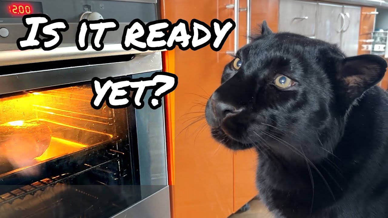 Snow, Friends and Adventures – Life with Luna the Panther (ENG SUB)