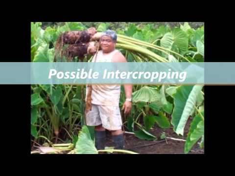 Tips on Taro Farming