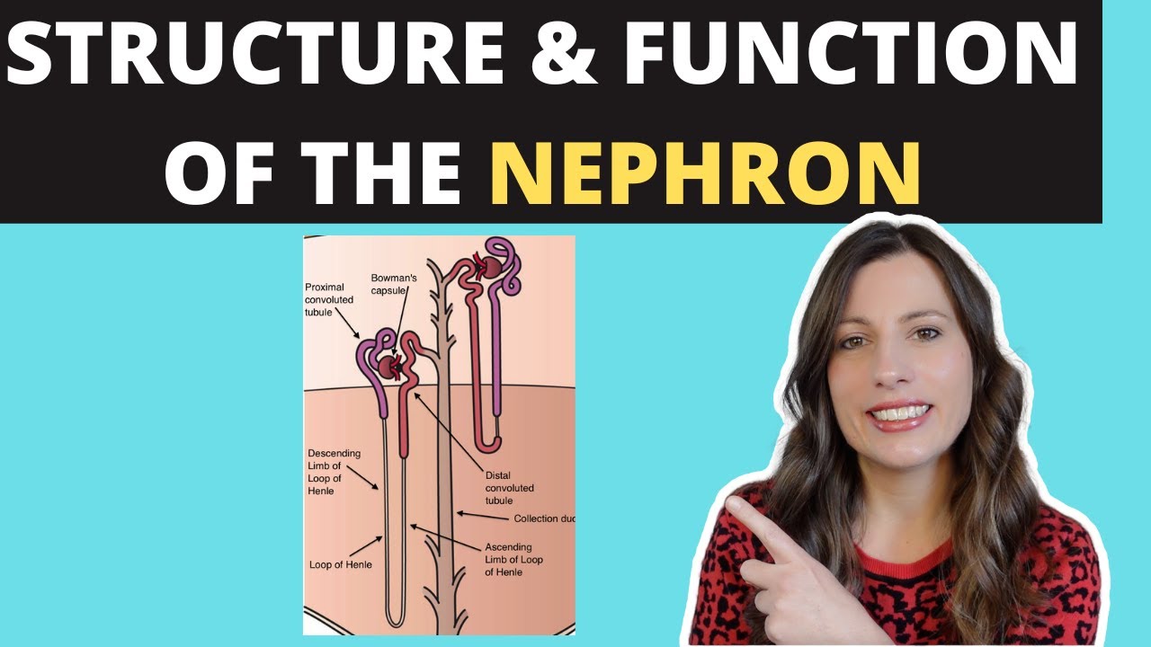 Structure of the NEPHRON- A-level Biology. Ultrafiltration and selective reabsorption in the kidney
