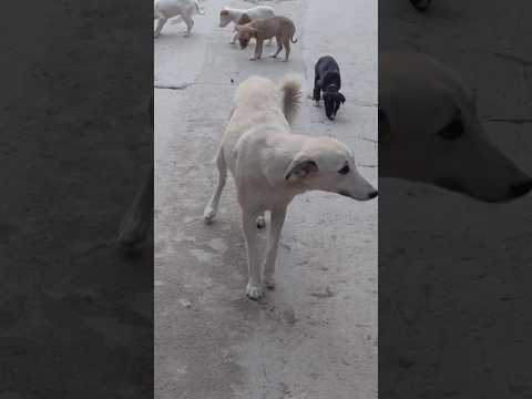 Dekhiae Ye doggy y iske bacchon ka Kamal #funny