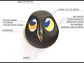 Ulo 2 0 Interactive Home Monitoring Owl Wireless Security Camera Battery Shorts