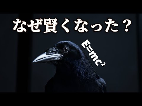 カラスがすごい知能を持つようになった本当の理由！｜カラスの脳