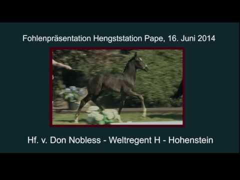 Hf v Don Nobless x Weltregent H