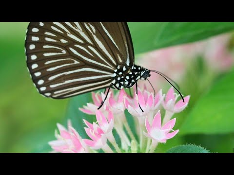 Flowers can Dance💃