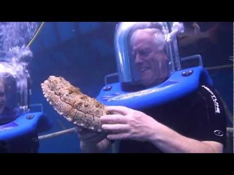 Helmet diving in the Great Barrier Reef