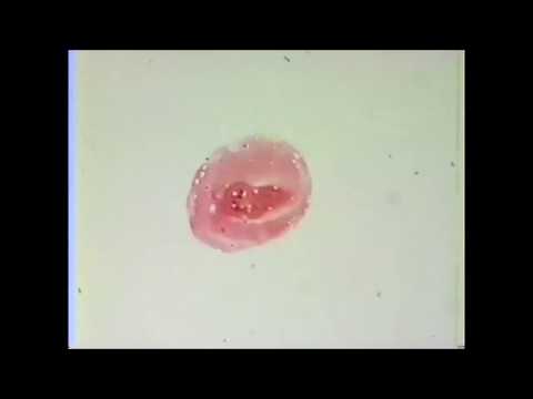 Wewerka, Foreign Guest - French Limbo [official video]