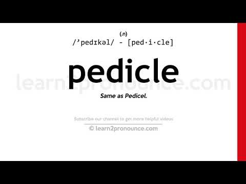 Pronunciation of Pedicle | Definition of Pedicle