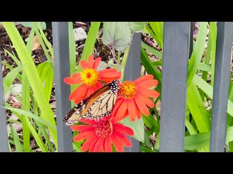 Hurray for the Riff Raff - PRECIOUS CARGO (Official Audio)