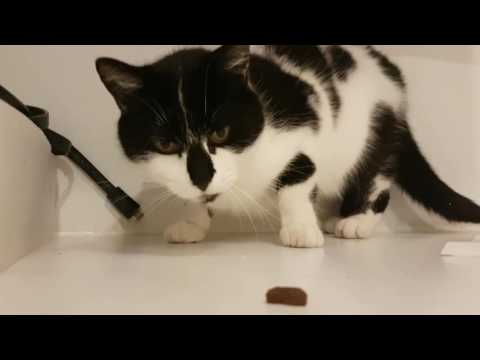 Zohra the cat eating with her paws!