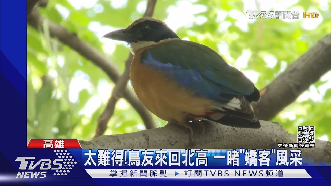 嬌客! 藍翅八色鳥罕現身台灣 「大砲」搶拍
