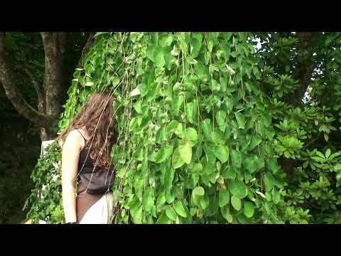 norrvikens trädgårdar