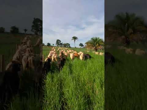 fazenda em Santo Afonso mt #vidanaroça #sitio #nature #matogrosso #fazenda