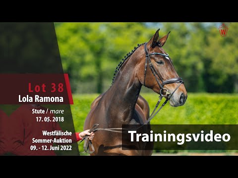 Sommer-Auktion Training Gelände Lot 38 Lola Ramona Stute v. Los Arpeggio - Balous Bellini