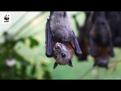 The Importance of Flying Foxes 🦇🍎🌳 | WWF-Australia
