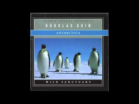 Douglas Quin - Weddell Seals (Underwater)