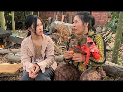 Gold Ring Found: Huong and Nahu the Monkey Exonerated.