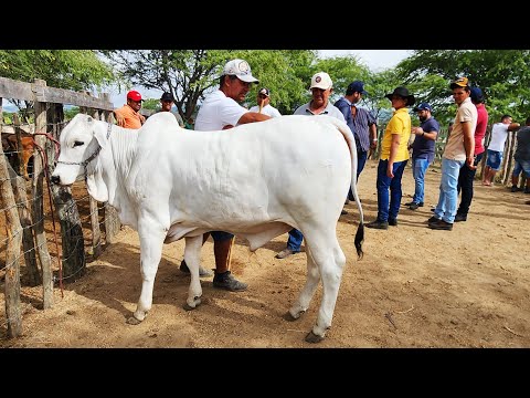 FEIRA DO GADO EM ALTINHO-PE     06-12-2025 #nordeste