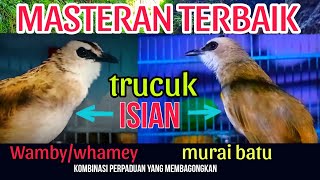 Download lagu KOMBINASI TRUCUKAN GACOR ISIAN WAMBY DAN TRUCUK ISIAN MURAI BATU mp3