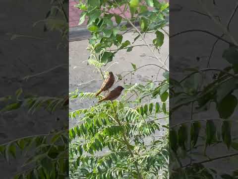 Munia’s lurking around.
