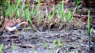 preview picture of video '28.7.14 Bécassine des marais (Gallinago gallinago, Common Snipe)'