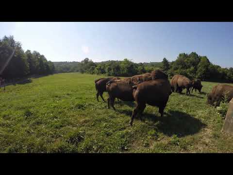 Big Bone Bison Time-lapse