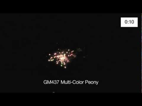 GM437 Multi-Color Peony-36 Shot