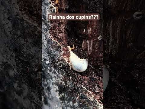 CORÓ OU RAINHA DOS CUPINS? Perdi a cabeça... a cabeça do bicho... #animaiscuriosos #nature #coró