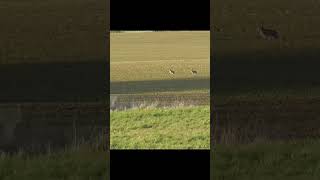 Download lagu Pair of Hares #nature #animals #hare #spring mp3