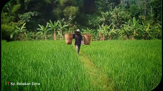 Download lagu LUAR BIASA!!! Aktivitas Warga Di Pedesaan Cianjur Indah Alamnya Ramah Warganya mp3 Download lagu LUAR BIASA!!! Aktivitas Warga Di Pedesaan Cianjur Indah Alamnya Ramah Warganya mp3