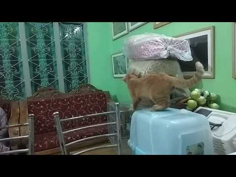 Deshi cat is the best as pet @ Dr. Sagir's Pet Clinic 01912251312 Pet Bangla