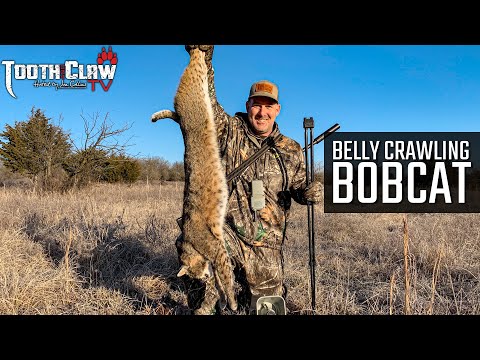 Belly Crawling Bobcat - Bobcat Hunting